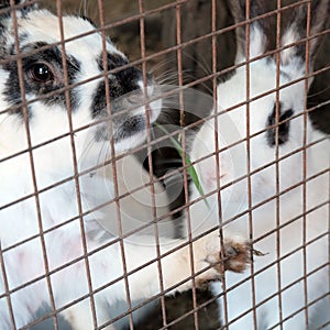 Rabbits in the cage eat grass. The hare looks through the grate. Square frame.