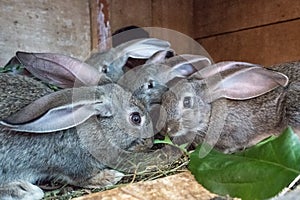 Rabbits in the cage eat grass. Pet food