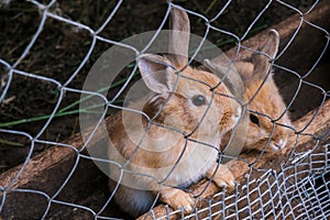 rabbits in a cage on a farm