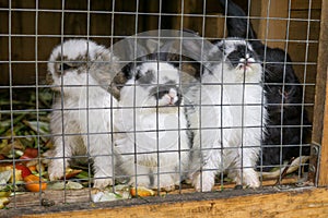 Rabbits in a cage on the farm. Slovakia