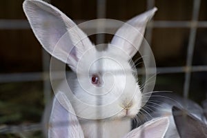 Rabbits in a cage on the farm. Slovakia