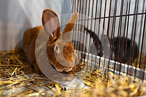 Rabbits in a cage, fur animals, livestock, breeding. Farming business, agriculture