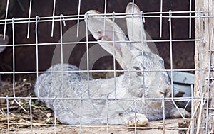 Rabbits in the cage are intended for breeding in the countryside
