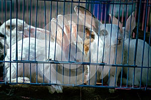 Rabbits in a Cage looking outside. Caged animals. Animals in captivity background