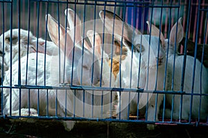 Rabbits in a Cage looking outside. Caged animals. Animals in captivity background