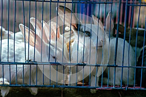 Rabbits in a Cage looking outside. Caged animals. Animals in captivity background