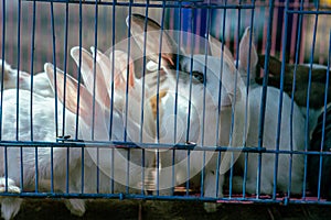 Rabbits in a Cage looking outside. Caged animals. Animals in captivity background