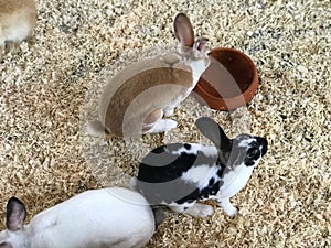 Rabbits in a cage at a petting zoo. Animal