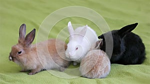 Rabbits crawling on green floor, little cute colourful animals have fun, small fluffy bunnies