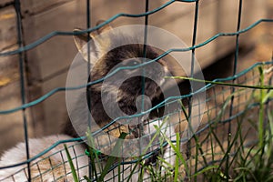 Rabbits. Cute little bunnies