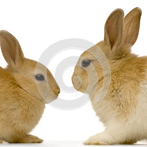 Rabbits dating