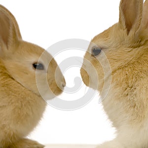Rabbits dating