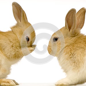 Rabbits dating