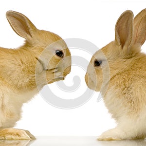 Rabbits dating