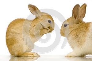 Rabbits dating