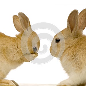 Rabbits dating