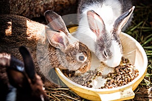 Rabbits eat Food