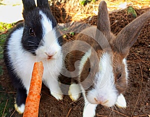 rabbits eating carrot