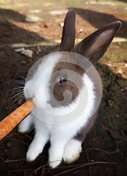 rabbits eating carrot