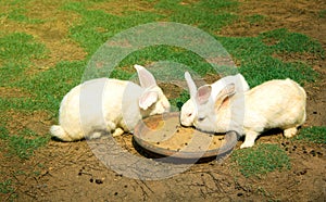 Rabbits eating food in a terracotta dish.