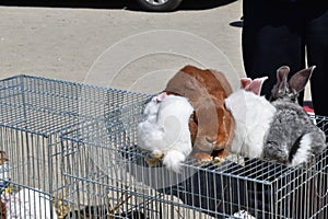 Rabbits at the exhibition