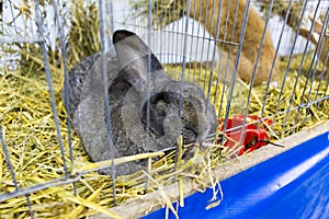 Rabbits expose at a pet expo