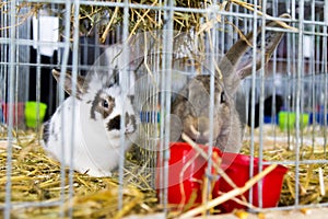 Rabbits expose at a pet expo