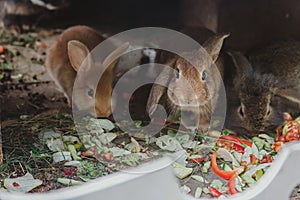 Rabbits family eating vegetable
