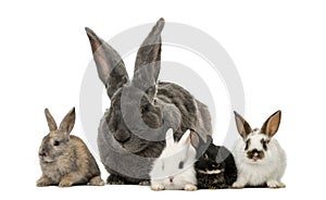 Rabbits photo