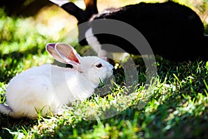 Rabbits in the garden. Fluffy Bunny on green grass, spring time