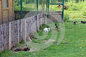 Rabbits and geese cohabitating