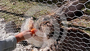 Rabbits gnaw on a carrot that a child pushes through a net