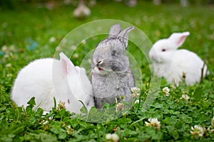 Rabbits In Grass Walk On Field Outdoor In Summer.