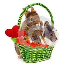 Rabbits and green basket with hearts