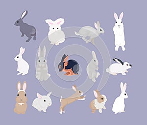 Rabbits on a lilac background