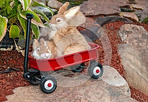 Rabbits in little red wagon