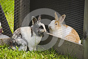 Rabbits in love photo