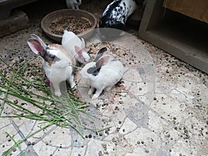 Rabbits love beautifull