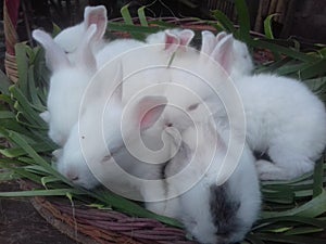 Rabbits are mammals from the leporidae family and one of the alternative meat-producing livestock. photo