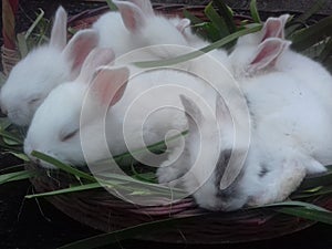 Rabbits are mammals from the leporidae family and one of the alternative meat-producing livestock.