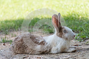 Rabbits in the meadow