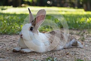 Rabbits in the meadow