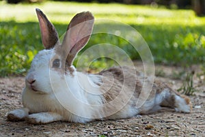 Rabbits in the meadow