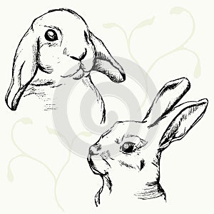 Rabbits muzzle sketch