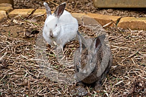 Rabbits in outdoor hutch
