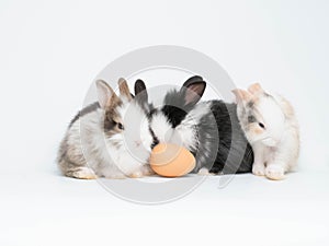 Rabbits pet animal wild group pretty beautiful white isolated background copy space small mammal bunny baby sitting symbol