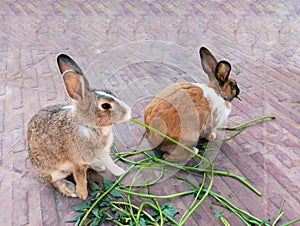 Rabbits pet bunny domestic rabbit bun animal house family pets with big ears eating gras kharagosh rabbits, coelho, lapine photo