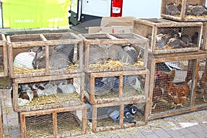 Rabbits, pigeons, guinea pigs at the cattle-market in Sineu, Majorca