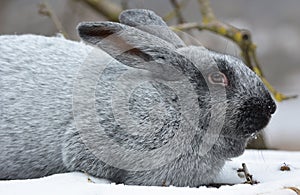 Rabbits of the Poltava silver breed