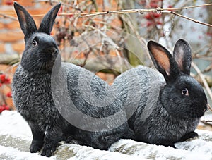 Rabbits of the Poltava silver breed